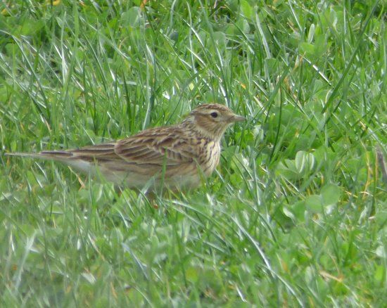 RSPB Isley Marsh