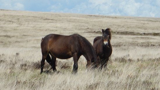 The Two Moors Way