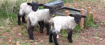 Occombe Farm & Occombe Farm Cafe