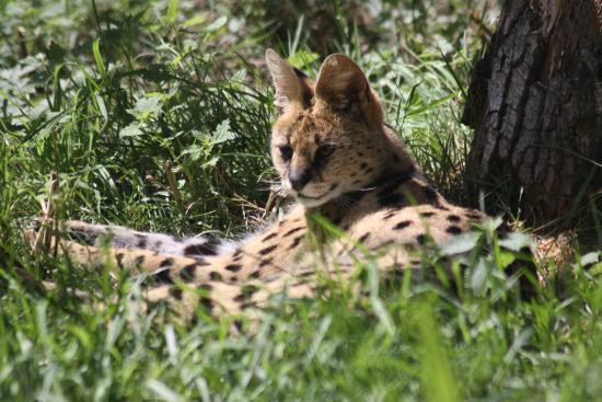 Axe Valley Wildlife Park