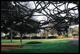 Blackmore Gardens