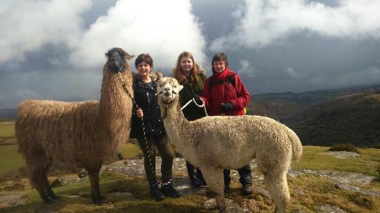 Dartmoor Llama Walks