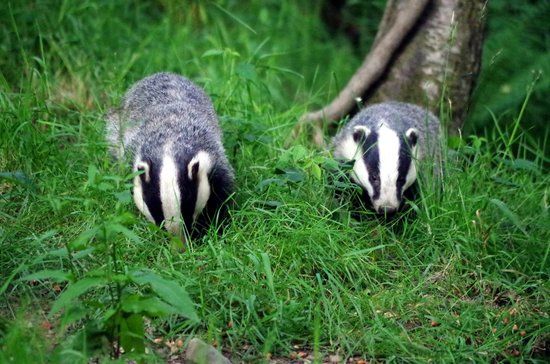 Devon Badger Watch
