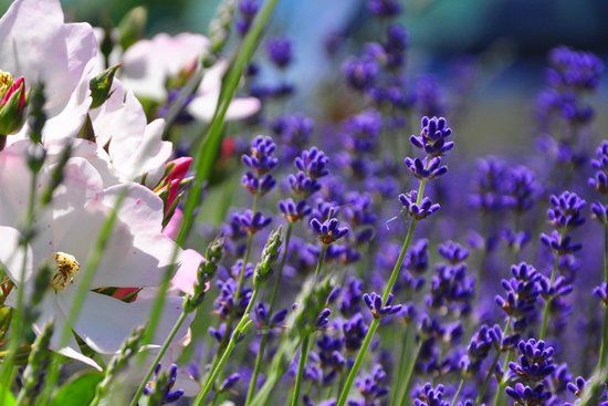 Cheristow Lavender
